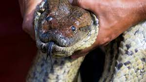 Man Will Be Eaten Alive By An Anaconda On Camera Suggests Discovery Channel Abc7 Chicago