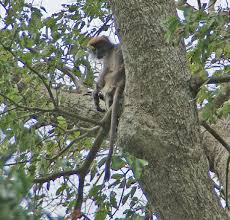 Image result for Mildbraedia carpinifolia