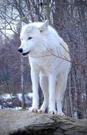 Grey Wolvez Animales Salvajes Lobos Salvajes Fotos De Lobo