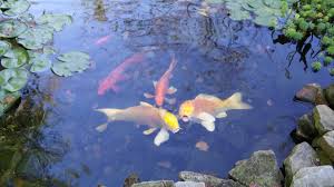 Beautiful classical garden fish pond gardening background. Pond Contractor Lawrenceville Beautiful Backyard Ponds
