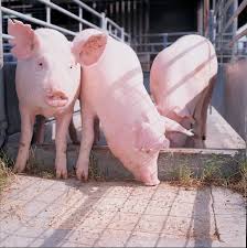Heat Stress In Pigs Agriculture And Food