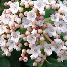 Most shrubs can be trimmed to hedges with varying degrees of success, however not all flowering shrubs will make good flowering hedges. Viburnum Tinus Hedges Hedges Direct