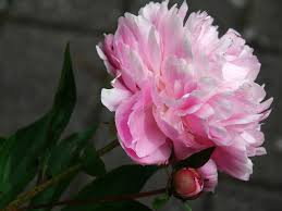 Maybe you would like to learn more about one of these? Pfingstrosen Im Kubel Pfingstrose Paeonia De