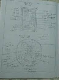 It controls all the what differences can you see between this mitochondrion and the diagram shown previously? Draw The Diagrams Of Animal Cell And Plant Cell Write The Differences Betweenthem What Are The Brainly In
