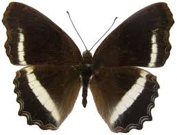 Image result for Tragiella natalensis