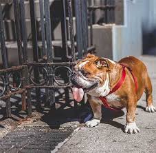 Luckily, most don't shed a lot—although it's more than you might expect, especially when the seasons change. Do English Bulldogs Shed The Complete Guid Dog Advice Center