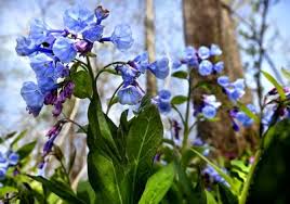 Bluebells specializes in creative fresh flower designs. Bluebells In Bloom Winchester Star Winchesterstar Com