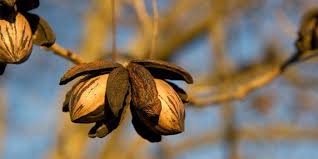 Mouse ear is a nutritional disorder caused by a lack of the micronutrient, nickel. Pecans