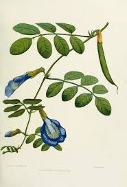Image result for Clitoria