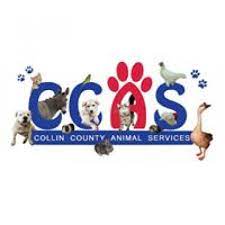 Dog and cat adoptions as low as $10. Collin County Animal Services Volunteer Mckinney