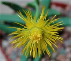 Image result for Hereroa