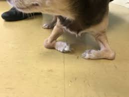 In the cases of small umbilical hernias where only fat is protruding, your veterinarian may recommend repairing the hernia at the time of spay or neuter. The Truth About Pet Birth Defects Daily Treat Feature By Dr Hodge Harbourside Animal Hospital