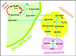 We did not find results for: The Photorespiratory Pathway In Photosynthetic Plants Cells This Cycle Download Scientific Diagram