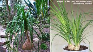 4.2 out of 5 stars 18 ratings. Indoor Palm Plants Types And Care With Palm Tree Pictures