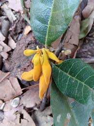 Image result for Pseudocalyx saccatus