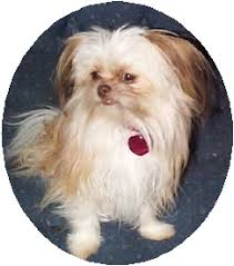 Loyal, tenacious and loving, this sweet little. Chihuahua Dog Clothes Shih Tzu Chihuahua Mix Adopt Puppy And Cute Chihuahua Na