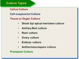 Plant cell tissue and organ culture fundamental methods. Plant Cell Tissue And Organ Culture Ppt Download