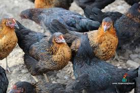 Www Kippenpagina Nl Kippen Chickens Haan Rooster Pluimvee Poultry Fowl Chicks Kuikens Chickenbreeding Kippenhok Achtertuin Kippen Kippenrassen Kippen