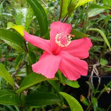 Image result for Hibiscus kirkii