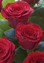 Top 10 Beautiful Flowers Rose Rose Flower Beautiful Roses Beautiful Rose Flowers Part 2 Video Flores Roses Beautiful Flowers Flowers Red Flowers