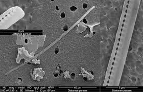Dwell cadre table / photo 5 of 17 in a geodesic do. Figure 33 From Evaluation De L Impact Potentiel D Un Upwelling Artificiel Lie Au Fonctionnement D Une Centrale A Energie Thermique Des Mers Sur Le Phytoplancton Semantic Scholar