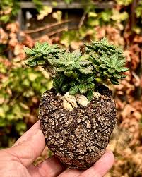 Image result for Euphorbia unicornis