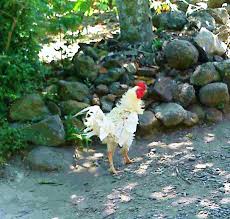 Apalagi bagi anda yang gemar memakan telur ayam, sudah pasti kenal dengan namanya ayam petelur. Ayam Peliharaan Wikipedia Bahasa Indonesia Ensiklopedia Bebas