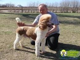 Valley view are the first parti labradoodle breeders in australia. Cafe Au Lait Standard Poodle Archives