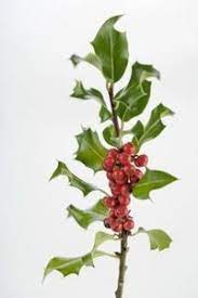 How To Celebrate The Winter Solstice Ehow Com Holly Plant Holly Bush Holly Tree
