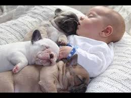 The fawn french bulldog colors come in different shades, from very light, almost cream looking ones, to a deep red fawn. Cutest Relationship French Bulldog And Baby Videos Compilation Youtube