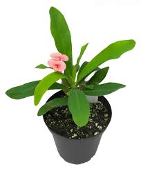 Image result for Euphorbia kilwana