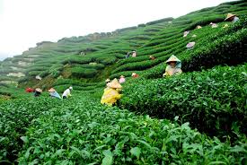 Image result for TEA PLANT