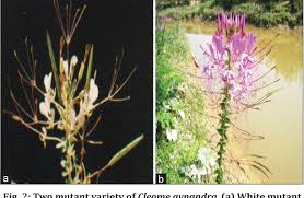 Image result for Cleome gynandra
