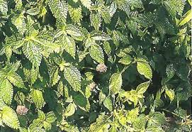 Image result for Lecanthus peduncularis