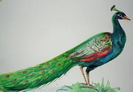 In this video you will learn a simple, colorful peacock drawing. 40 Most Popular Peacock Free Hand Drawing Easy With Colour The Campbells Possibilities