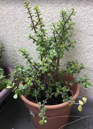 Get started with a healthy, high quality plant. 13 Hardy Hard To Kill Succulents Succulent Plant Care