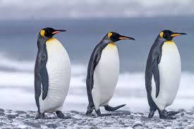 Polar bears, also known as white bears, are truly massive carnivores native to the arctic circle in the northern hemisphere. Pin On What Is Technology Trending Technology News Updates Tech Trends