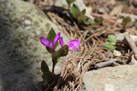 Image result for Polygala transvaalensis