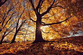 In the northern hemisphere it is from the september equinox to the december solstice; 14 Best Autumn Poems Classic Poems About Fall