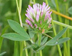 Image result for Trifolium squarrosum