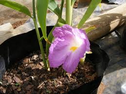 Image result for Siphonochilus
