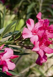 Comment planter un laurier rose ? Planter Un Laurier Rose Laurier Rose Laurier Sauce Planter Des Fleurs