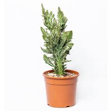 Image result for Opuntia monacantha