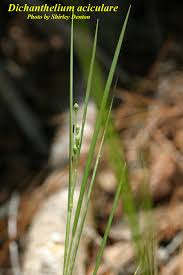 Image result for Dichapetalum deflexum