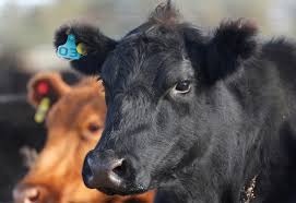He will party with you like no other and will always be there for you like no other. Rising Beef Prices Squeeze Carnivores From Buenos Aires To California Reuters