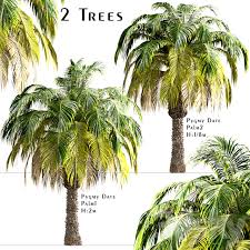 The pygmy date palm (phoenix roebelenii , usda plant hardiness zones 10b through 11a) , also known as the dwarf date palm, falls under the genus phoenix. 3d Models Tree Set Of Pygmy Date Palm Trees Phoenix Roebelenii 2 Trees