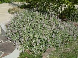 Image result for Salvia stenophylla