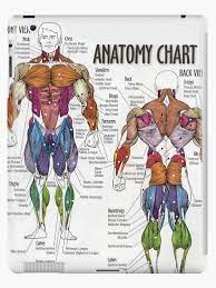 Muscles of the back, anatomy chart. Muscle Anatomy Chart Barda
