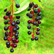 Image result for Prunus serotina