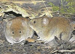 Hantavirus has been reported in germany since 2001. Viele Erkrankte In Baden Wurttemberg Hantavirus Breitet Sich Rasant Aus News Esslinger Zeitung